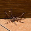 Large Huntsman spider