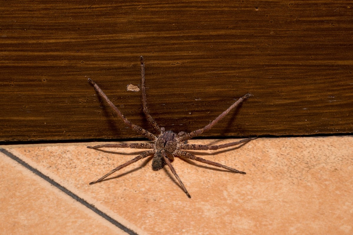 Large Huntsman spider