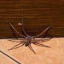 Large Huntsman spider