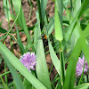 Narcissus bulb fly