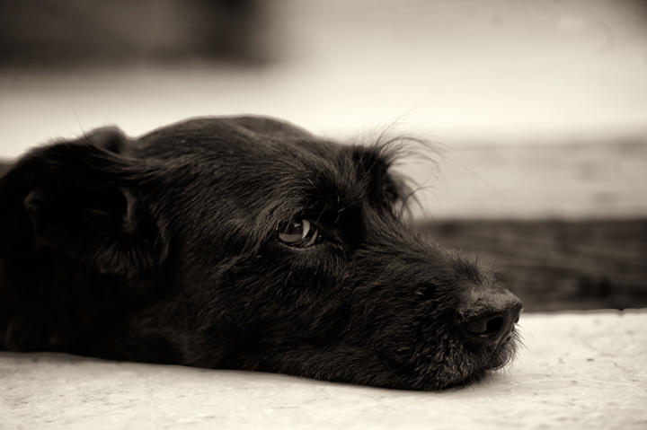 Oltre lo sguardo di Black