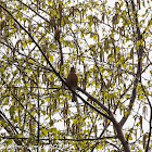 Chaffinch