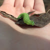 Tawny Emperor Catepillar