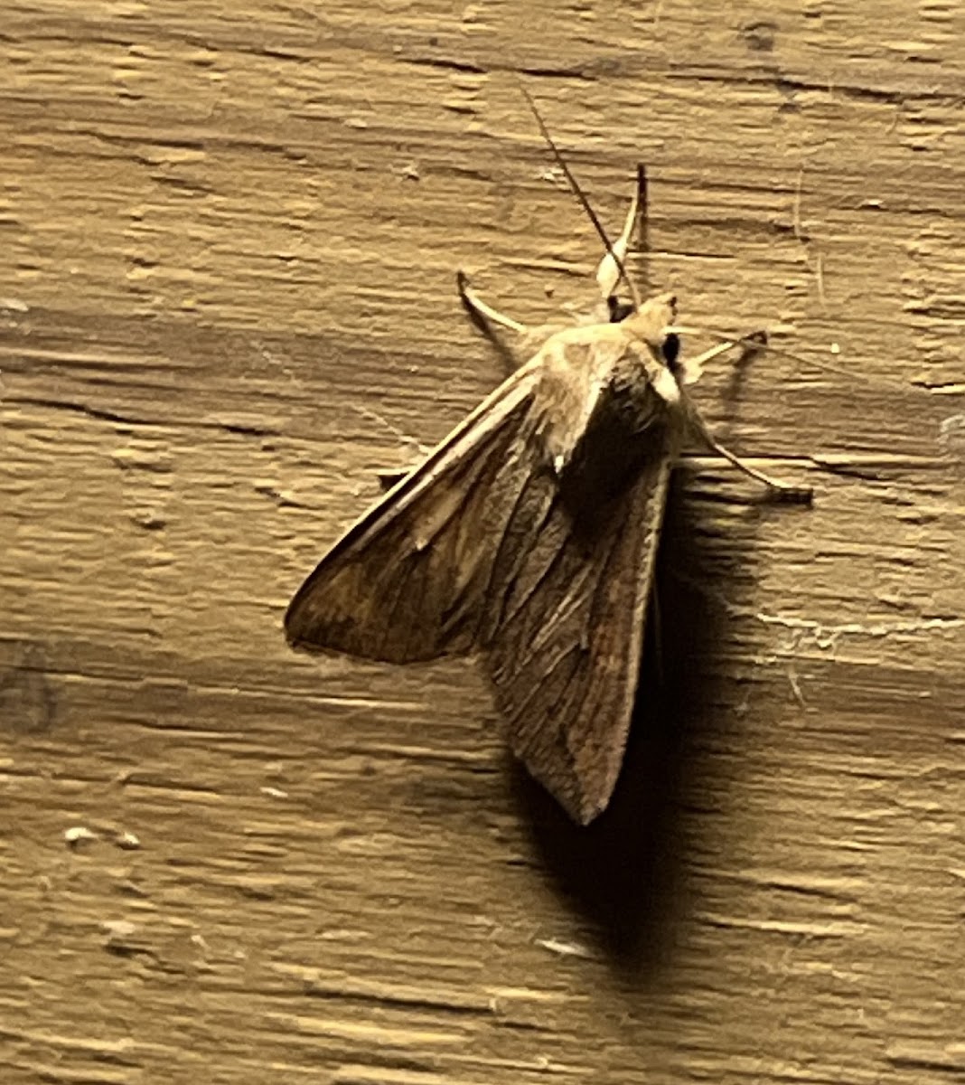 White-speck Moth