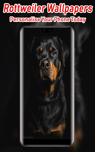 Rottweiler Wallpapers