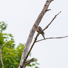 Mourning Dove