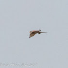 Kestrel; Cernícalo Real