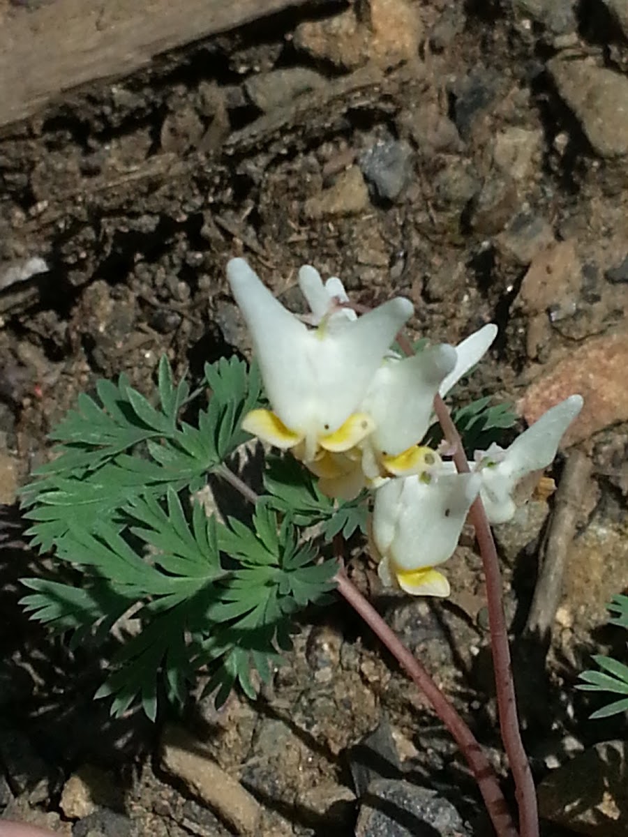 Dutchman's Breeches