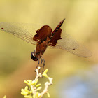 Red Saddlebags