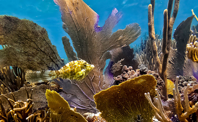 Tropical fish in a coral reef on Culebra Island in Puerto Rico. 