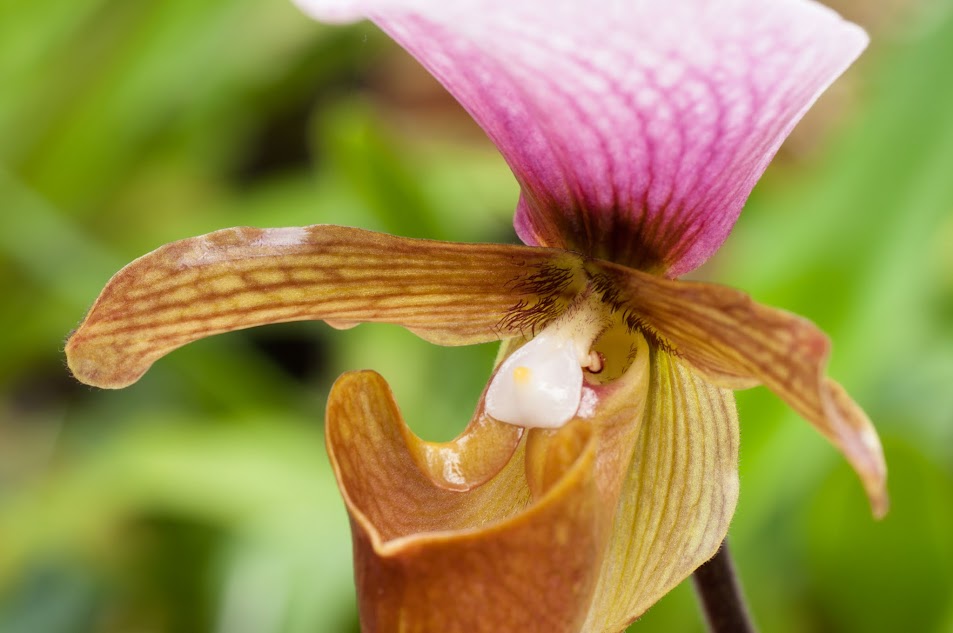 Paphiopedilum charlesworthii B6fEhVhcSPFCGXNp3mGCrsF5exe8VDxgwUES9JZVChPrau8RRA-05iRry2YsKypwKgxnQusiLdRR3FK_CBrM7NGZpxIef3ZIE7VwS-GckE6vF7wrqsSLaSLlyZMw3T2EY4iP-Sf-pSctBEfrTITHBkkxAag51hkMlgPWcml64jBc7znBrqOmodwUdslFZY2Kc-UokVdt6PhK3DwgF8_BNJ6xfdtkcnXrWq571bKGQEV_t1XM55QK82utxf9mBTOKEgP1Qutue8aKgoh2UhsyYhrWYuFtq5s54mfyGy-eHS_lTx1Yx8cBx1yTDJ2AQWYOGb2pqQH3ose9sEVXaQJrXYsb04t59uS0ZCh5UEXjprqcqRRLqDFHKgVxbuD8YgM9GAJxJPnmESJaBKUfM6iH3brp67cUnemuJP_3_x5l7dTJZ7l5iohm4i8DnvPEZfZusDgGJ56WvuC6hoq_aTyNbIX98M-L7xsmFkmJEFaH6m-HzYwC01QTfLk6EnWd_2G1D52fPnkw6s1DKNY18IUYfDRYlowlw8BzW1EykD08jM_u=w953-h633-no