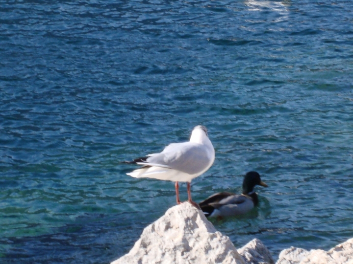 Piccione e gabbianella di verduccifrancesco