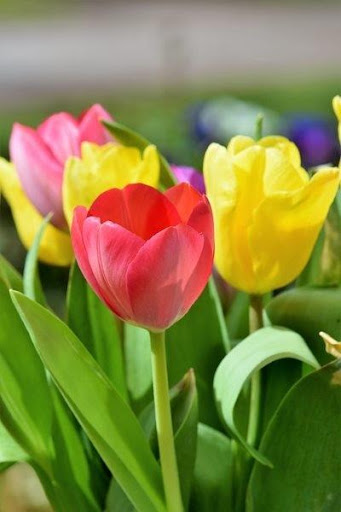 Download Tulipanes De Colores Fondos Imagenes Free For Android Tulipanes De Colores Fondos Imagenes Apk Download Steprimo Com
