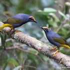 Fiery-browed starling