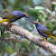 Fiery-browed starling