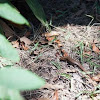 Broad-headed Skink