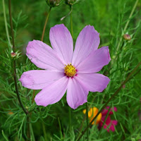 FIORI ROSA... di 