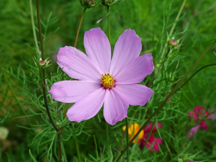 FIORI ROSA... di sergio71