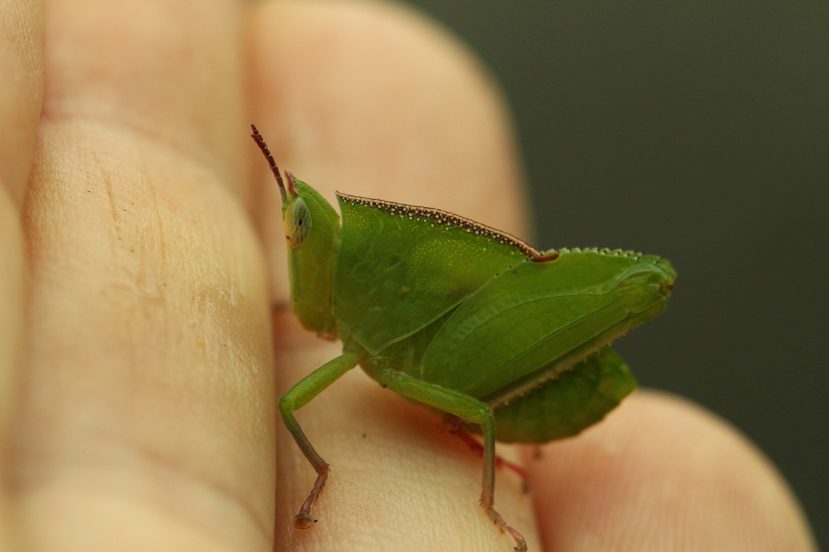 grasshopper