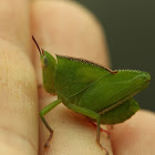 grasshopper