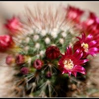 Fiore di cactus 1969 con ingrid bergman di 