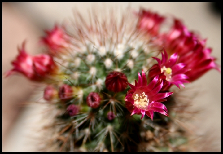 Fiore di cactus 1969 con ingrid bergman di kaira