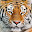 Tiger Wallpaper New Tab