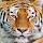 Tiger Wallpaper New Tab