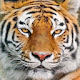 Tiger Wallpaper New Tab