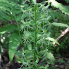 Ragged fringed orchis