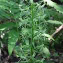 Ragged fringed orchis