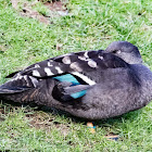 South African Black Duck