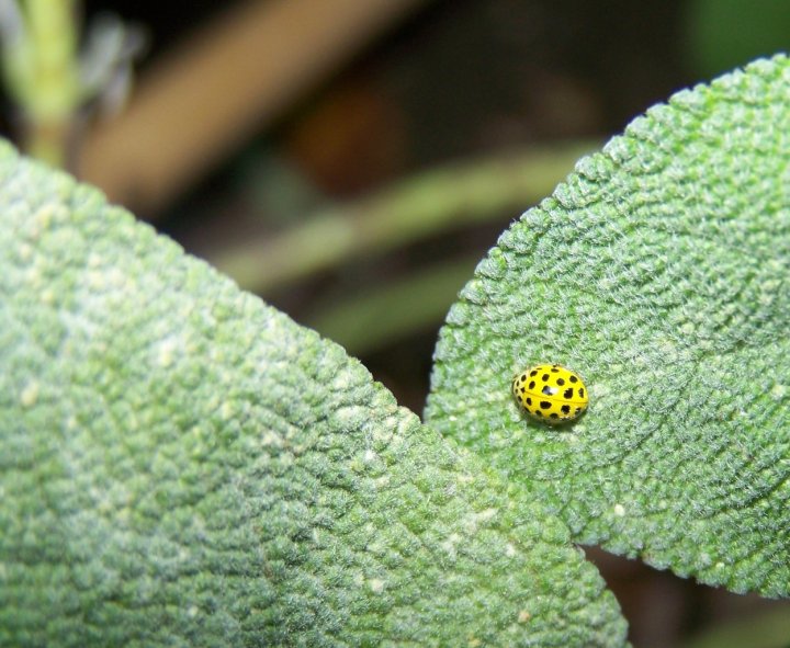 Coccinella di vegeku