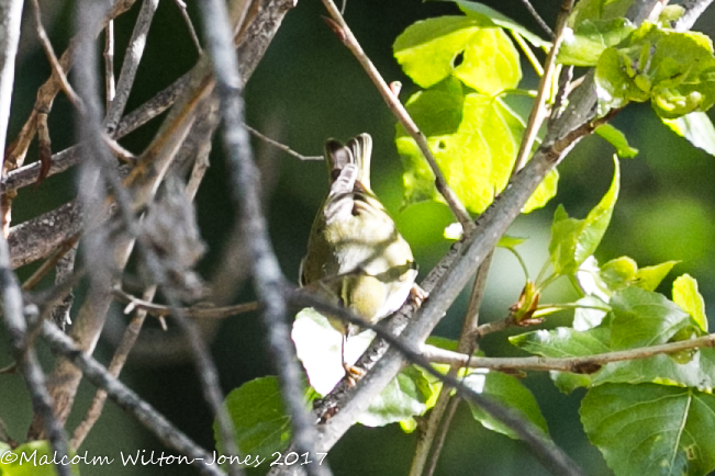 Goldcrest; Reyezuelo Sencillo