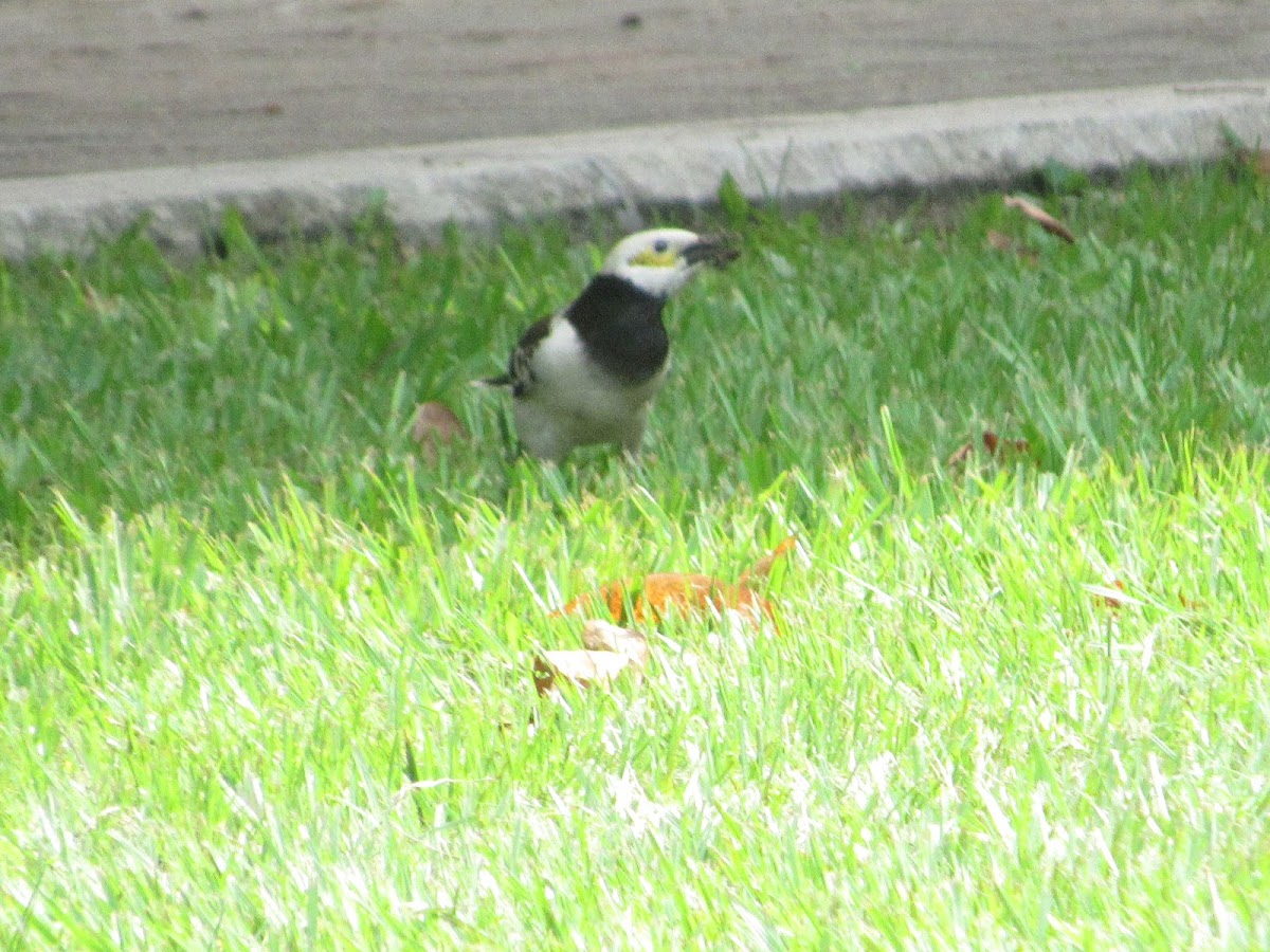 Black-collared Starling