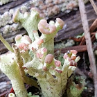 Branched Pixie-cup Lichen