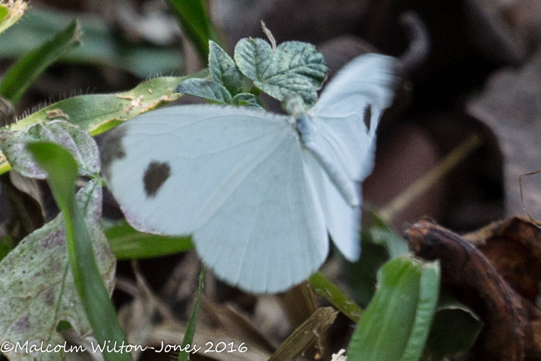 Cabbage White