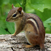 Eastern Chipmunk