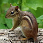 Eastern Chipmunk