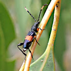 One Banded longicorn