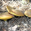 Bovine bolete