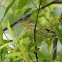 Blackpoll warbler, female