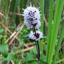 watermint