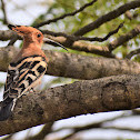 Eurasian Hoopoe