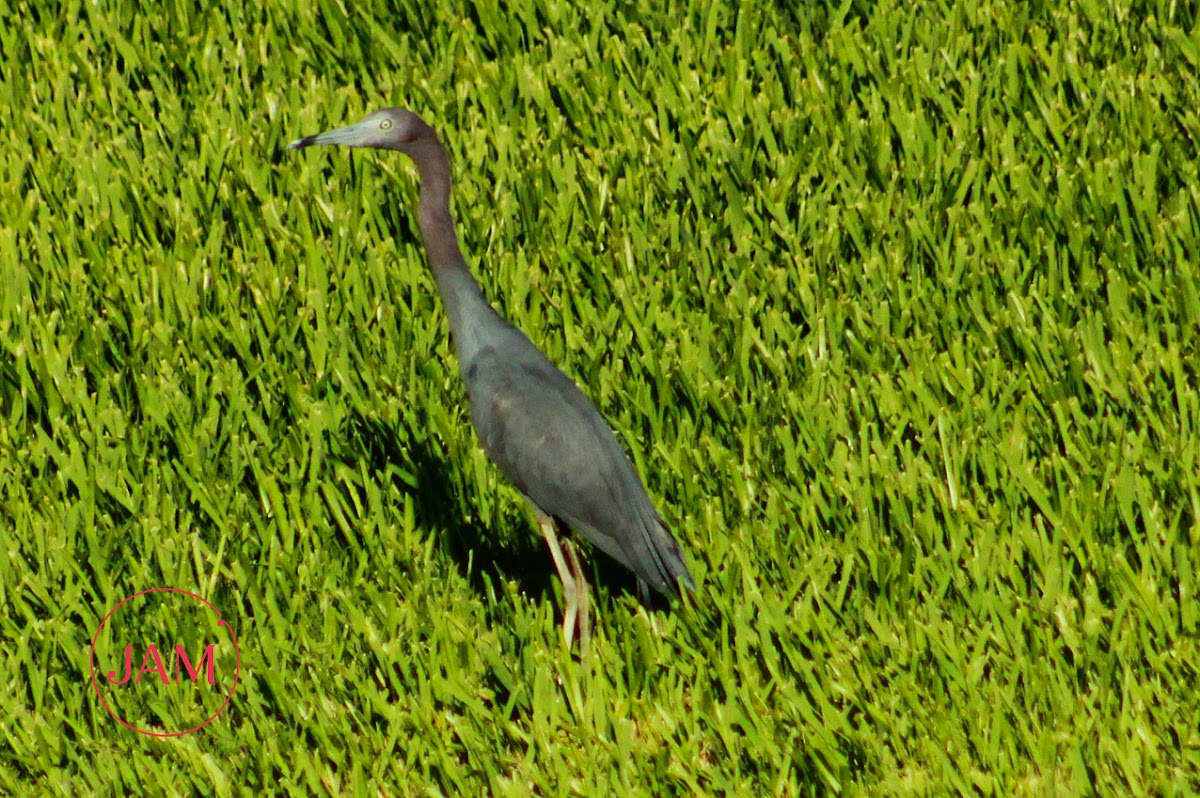 Little Blue Heron