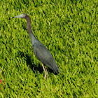 Little Blue Heron