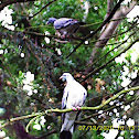 Common wood pigeon