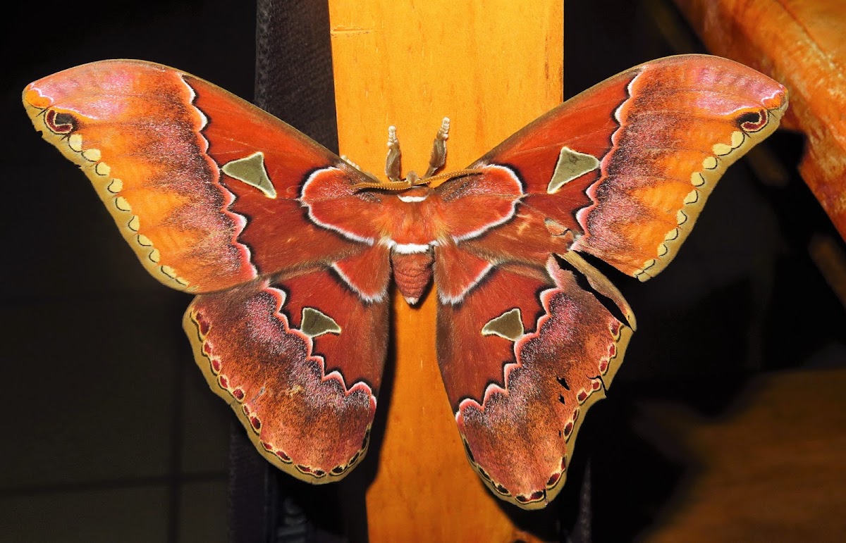 Rothschildia triloba silkmoth