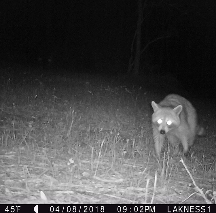 Chesapeake Bay Raccoon