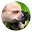 Cute puppy new tab page HD pop pet theme